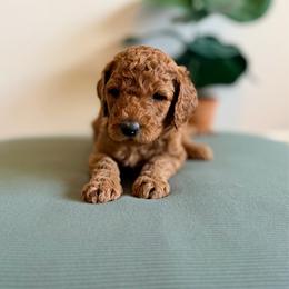 Boots (gray) - Red  male Goldendoodle puppy in Hutto, Texas from Crystal's Goldendoodles