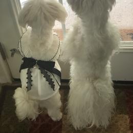 Maltese Puppies from The Royal Furbabies