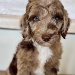 Dalmore - Merle male Goldendoodle puppy in Queen Creek, Arizona from Sunny Doodles