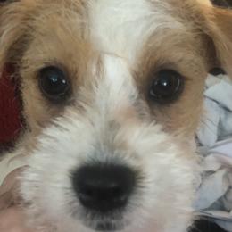 Russell Terrier Puppies from Awesome Pups