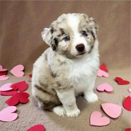 Koda - Red merle male Toy Australian Shepherd puppy in Luling, Texas from Little Wood Toy and Mini Aussies