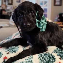 Crimson - Red Collar - Black female Assorted Doodle Crosses puppy in Norfolk, Virginia from Móraí’s Doodles