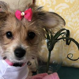 Morkies and Yorkshire Terriers from Lila’s Breeder Boutique