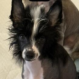 Sweet Cuddly Cupid - Black and white male Chinese Crested puppy in Tomball, Texas from Gracieux Chinese Cresteds