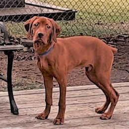 Vizsla Puppies from Vizsla's from Heaven