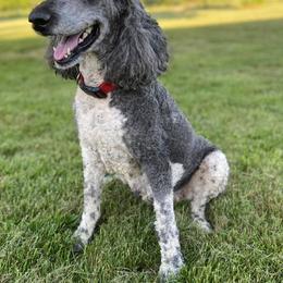 Poodle All Grown Up from Di’s Parti Poodles
