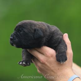Girl 6 - Chestnut brindle female Cane Corso puppy in Cable, Ohio from Americana Cane Corso