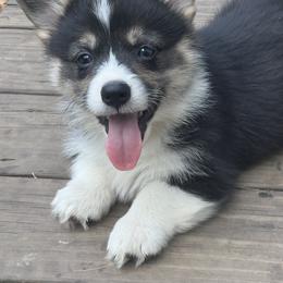 Pembroke Welsh Corgi Puppies from Newlands Insane Danes and Corgis