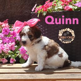 Quinn - Brown and white female Bernedoodle puppy in Heyworth, Illinois from Cobble Creek Puppies