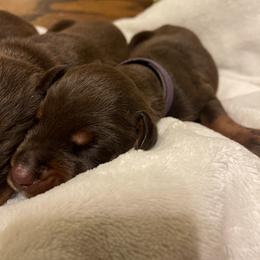 Maddi - Red and rust female Doberman Pinscher puppy in Boyd, Texas from Team Feem Breeders