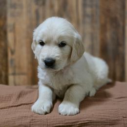 Martina - Golden female Golden Retriever puppy in Fruitland, Idaho from Bethel Retrievers