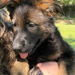Veronica - Sable female German Shepherd puppy in Winterport, Maine from Vom Stevens Old Fashioned German Shepherds