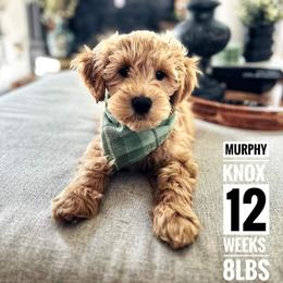 Goldendoodle Puppies from Highland Grove Doodles, LLC
