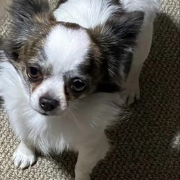 Jax - Chihuahua