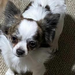 Jax - Chihuahua