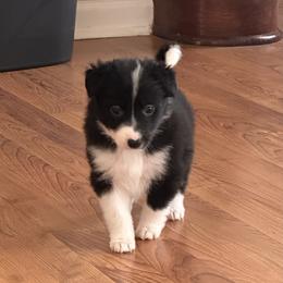 Rue - Black and white female Border Collie puppy in Jonesboro, Arkansas from Hampton Border Collies