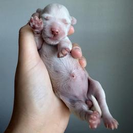 Macchiato - Parti female Maltipoo puppy in Roseville, California from Sunshine’s Maltipoo’s