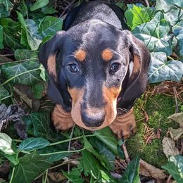 Dachshund Puppies from Von Stutts Tracking Teckels