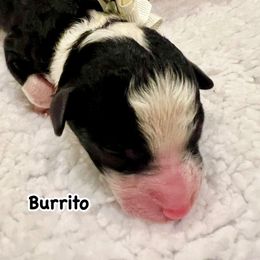 BURRITO - Black and white male Bernedoodle puppy in Houston, Texas from Pia’s Doodle Poodle Wag