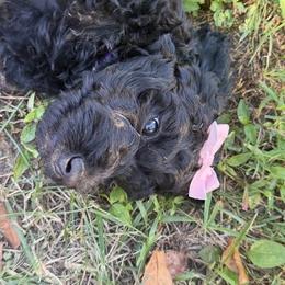 Miss Iris - Black female Goldendoodle puppy in Huntingdon, Tennessee from McCaslin's Doddles