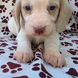 Lemon and white boy (red collar) - Lemon and white male Beagle puppy in Spring Branch, Texas from Lost Trail Kennels