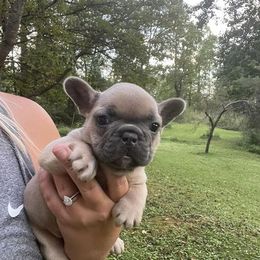 French Bulldog Puppies from For the Luv of Frenchies