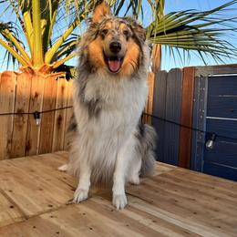 Collie All Grown Up from River Spirit Collies