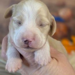 Jack - Cream male Dachshund puppy in Romney, Indiana from Brown's Valley Dachshunds