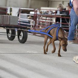 German Pinscher All Grown Up from RiverRAT Barn Hunt