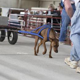 German Pinscher All Grown Up from RiverRAT Barn Hunt