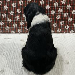 Eve - Black and white female English Springer Spaniel puppy in Casnovia, Michigan from DESK Springer Spaniels