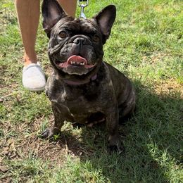Arya - French Bulldog