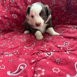 Australian Shepherd Puppies from Chania Vos