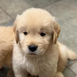 Gabe - Light golden male Golden Retriever puppy in Saint Pauls, North Carolina from Copperfield’s Goldens