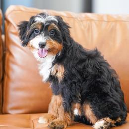 Honest (socialization program grad) - Tri-color female Bernedoodle puppy in Dundee, Ohio from Down Home Doodle
