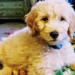 Goldendoodles from Queen City Doodles