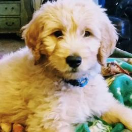 Goldendoodles from Queen City Doodles