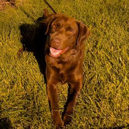 Addy - Labrador Retriever