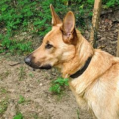 Chinook All Grown Up from Ferncroft Chinooks