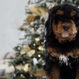 Phantom Girl - Phantom Bernedoodle puppy in Bountiful, Utah from Perfect Pup Doodles