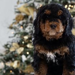 Phantom Girl - Phantom Bernedoodle puppy in Bountiful, Utah from Perfect Pup Doodles