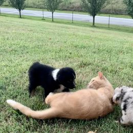 Australian Shepherd Puppies from KC Aussies TN