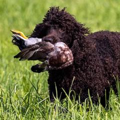 Irish Water Spaniels and Manchester Terriers from Coltsfoot