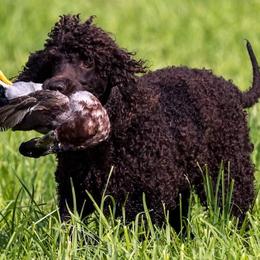 Irish Water Spaniels and Manchester Terriers from Coltsfoot