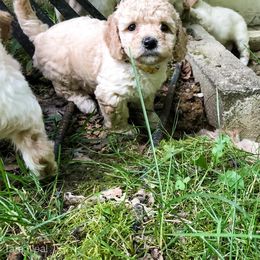 Goldendoodle Puppies from Coal Country Doodles