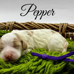 Pepper - Parti female Goldendoodle puppy in Travelers Rest, South Carolina from Bailey Mountain Doodles