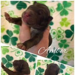 Amber - Red and white female Siberian Husky puppy in London, Ohio from Rose Trail Siberian’s