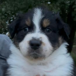 Ike - Black tri-color male Australian Shepherd puppy in Morrow, Ohio from OakHaven Acres Aussies