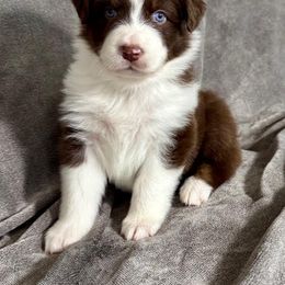 Red Tri Male 2 - Red tri-color male Australian Shepherd puppy in Rolla, Missouri from Lazy J Aussies