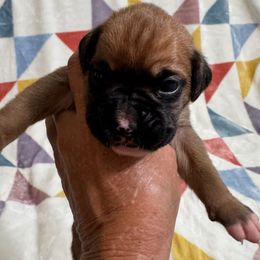 Mr Yellow - Fawn male Boxer puppy in Palm Coast, Florida from Starlight Boxer Corner